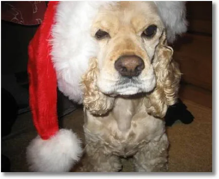 Kuri American Cocker Spaniel